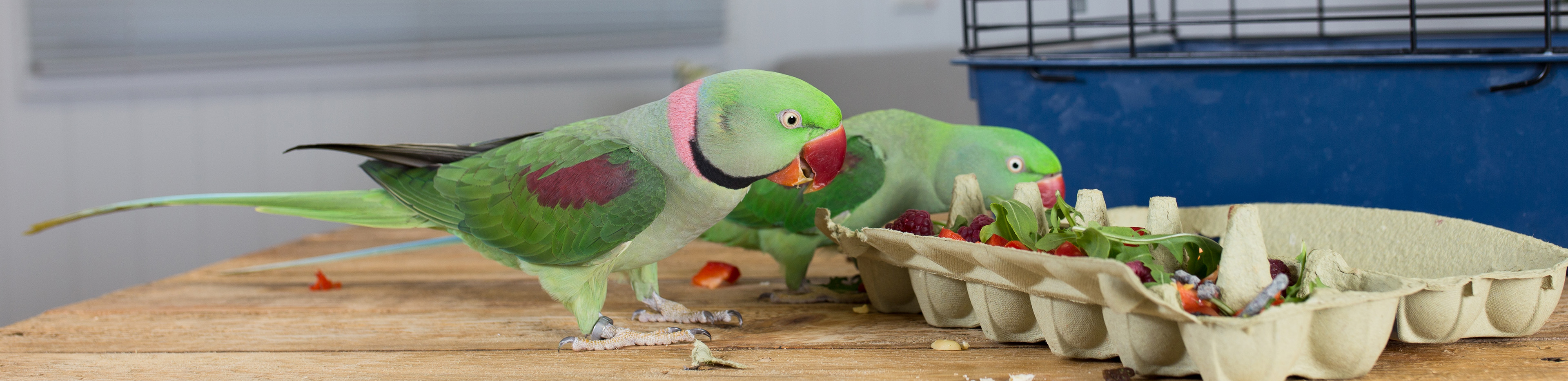 bird enrichment rspca